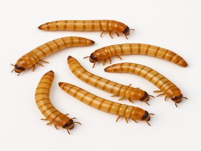 Golden Worms Farming