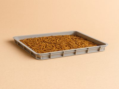 Golden Worms Farming