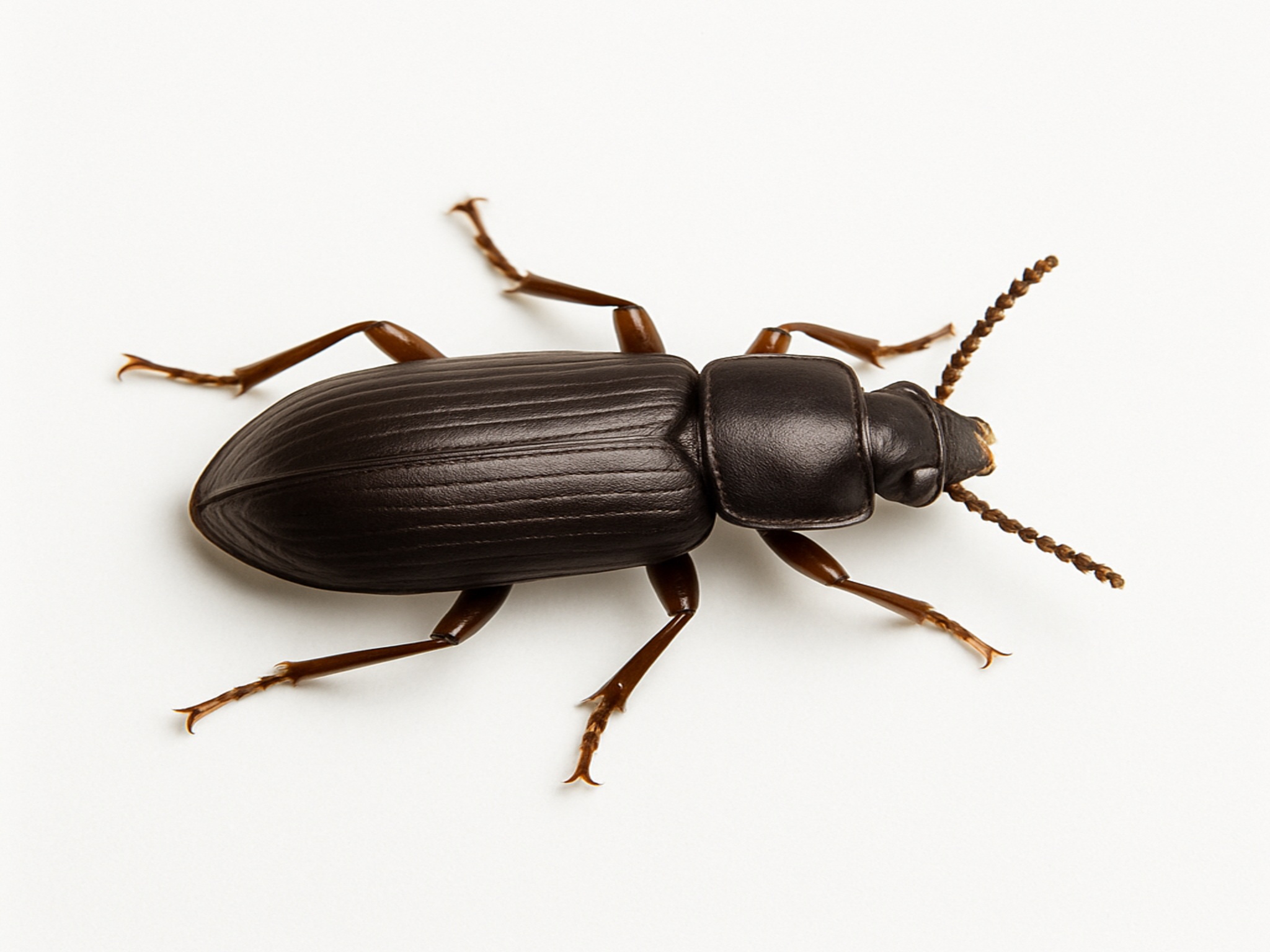 Live Insects / Breeding